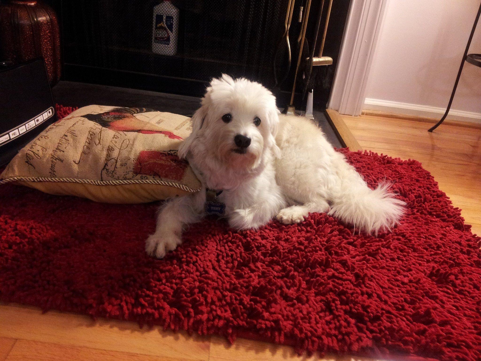 Tache Cotton Chenille Solid Dark Raspberry Red Rug (MAT2032R)